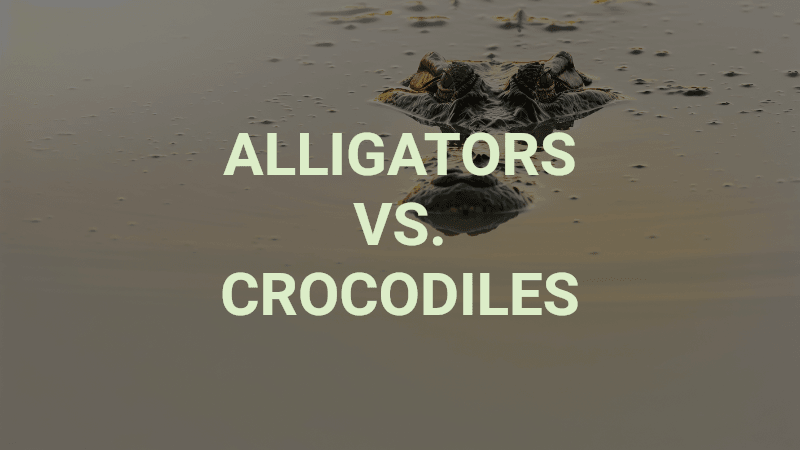 Alligators vs Crocodiles Quiz