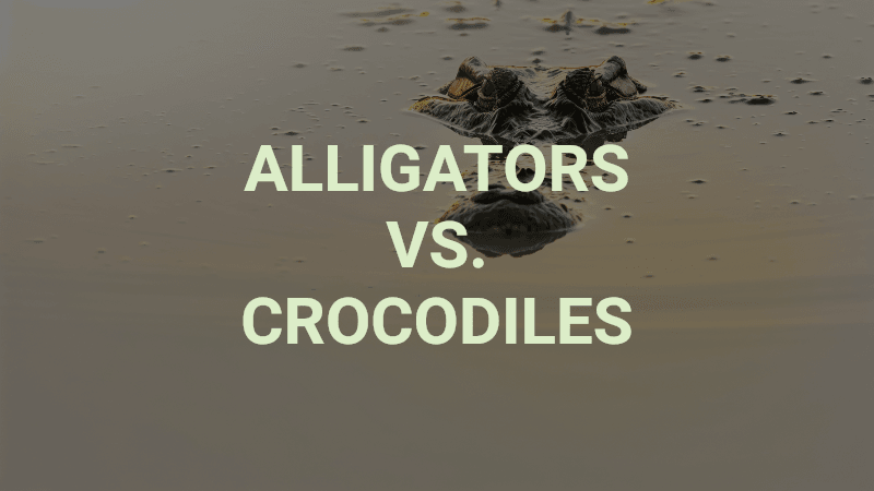 Alligators vs Crocodiles