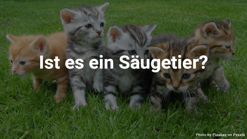 Quiz: Ist es ein Säugetier?