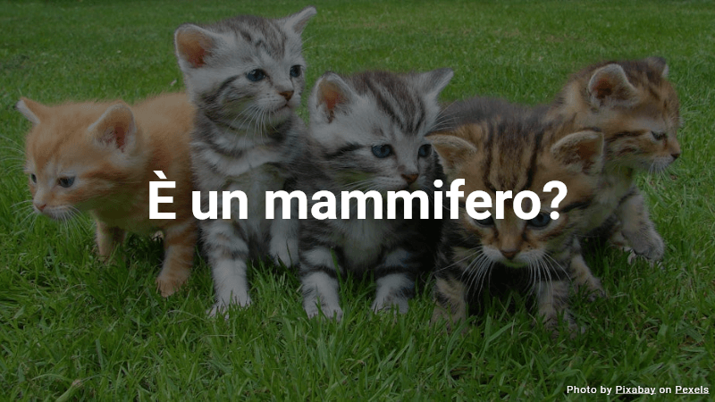 Quiz: È un mammifero?