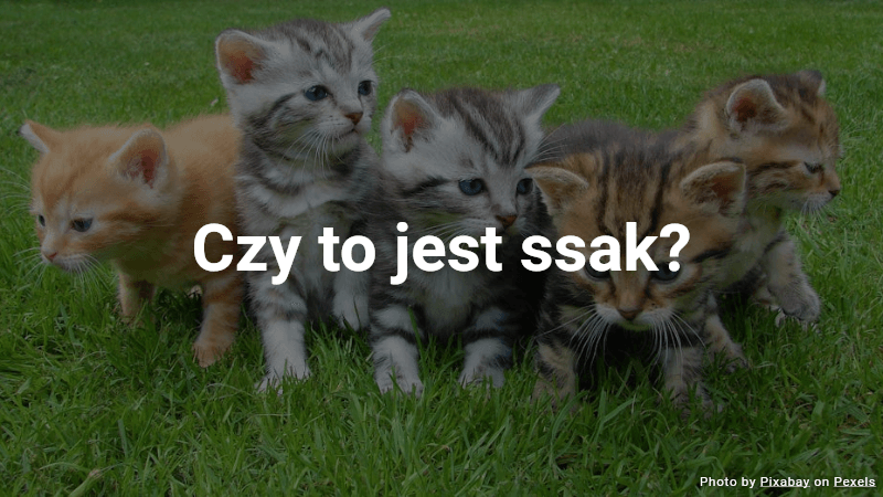 Quiz: Czy to jest ssak?