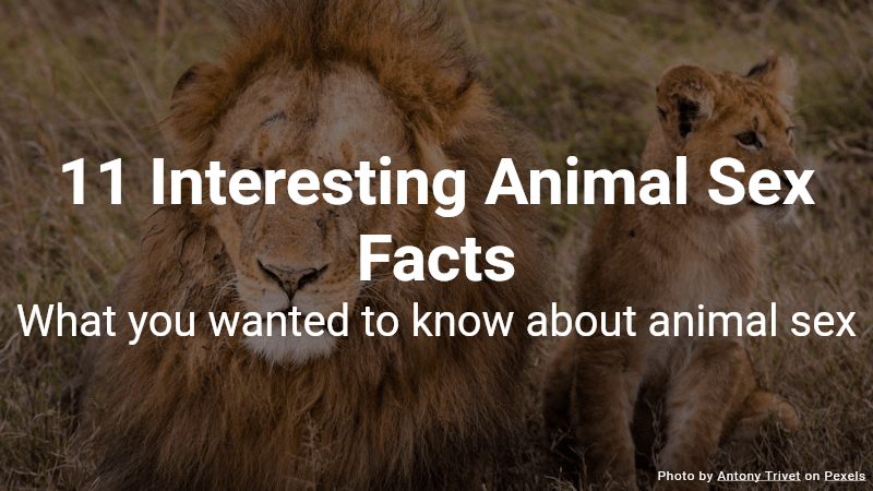 11 Interesting Animal Sex Facts Quiz