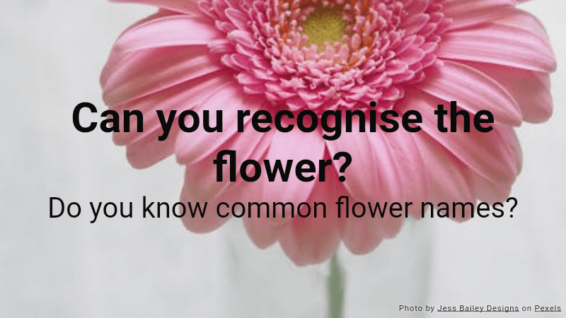 Quiz: Can you recognise the flower?