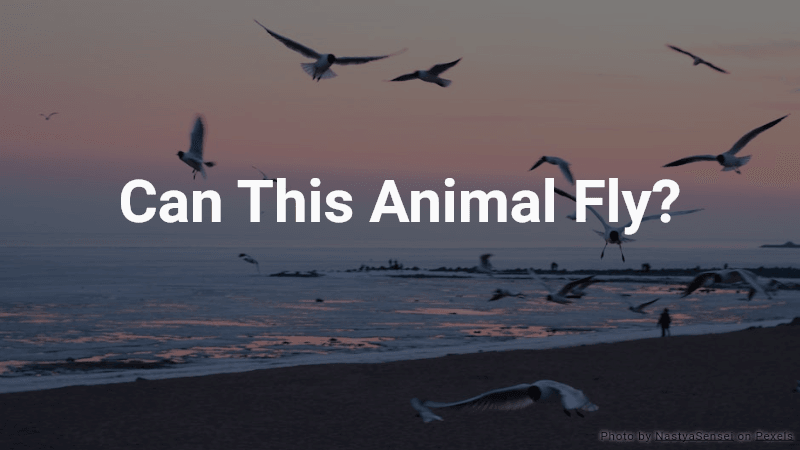 Quiz: Can This Animal Fly?