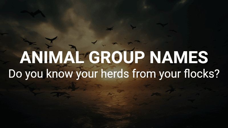 Animal Group Names Quiz