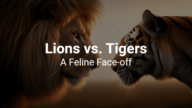 Lions vs. Tigers Quiz