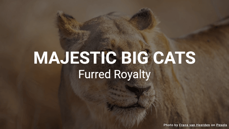 Majestic Big Cats Quiz