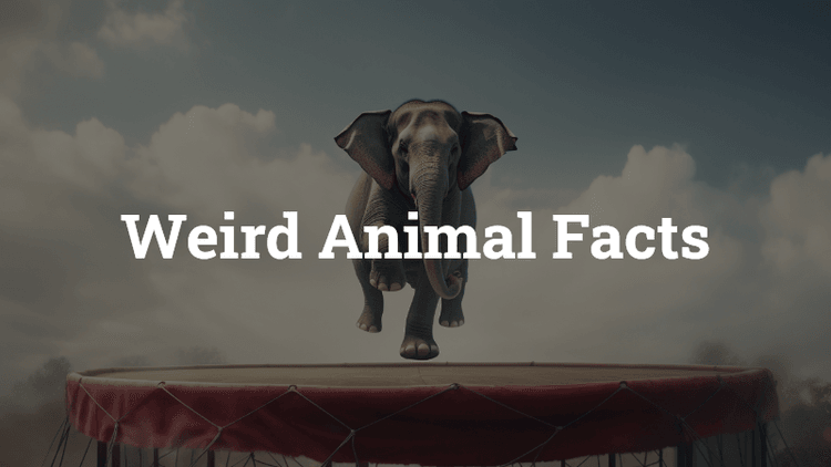 Weird Animal Facts Quiz
