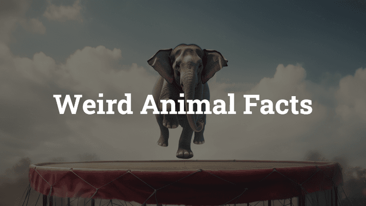 Weird Animal Facts