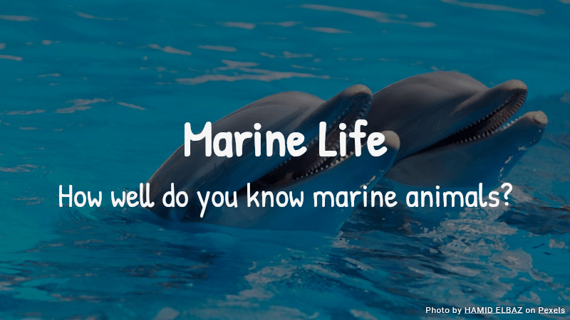 Marine Life Quiz
