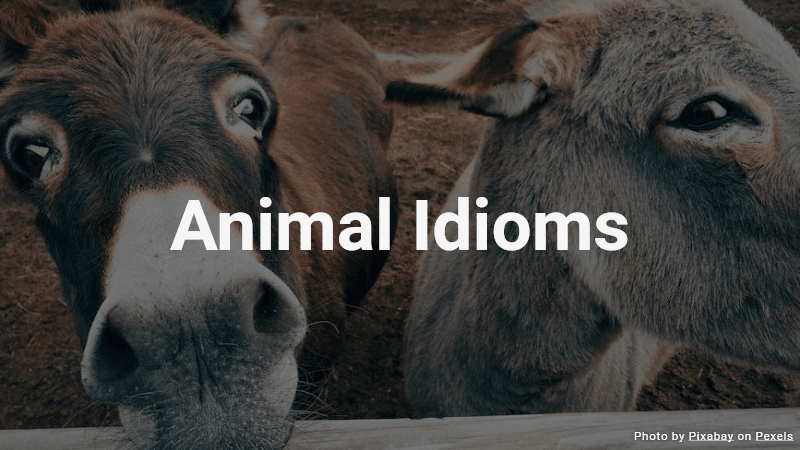 Animal Idioms Quiz