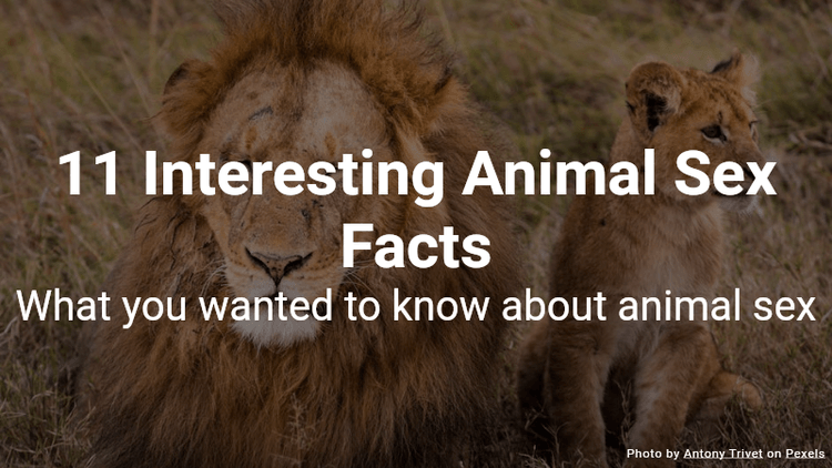 11 Interesting Animal Sex Facts
