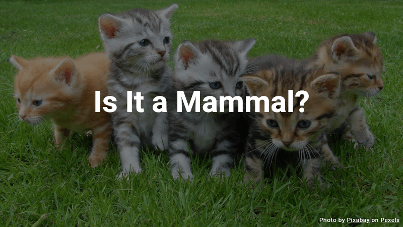 Quiz: Is It a Mammal?