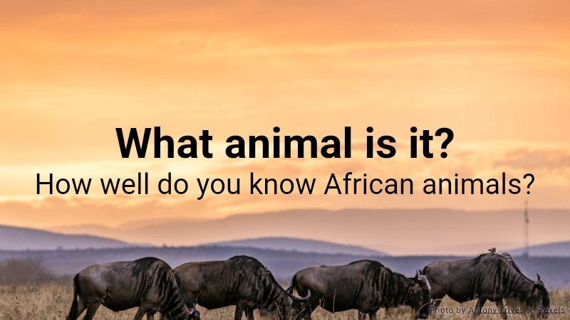 Quiz: What animal is it?