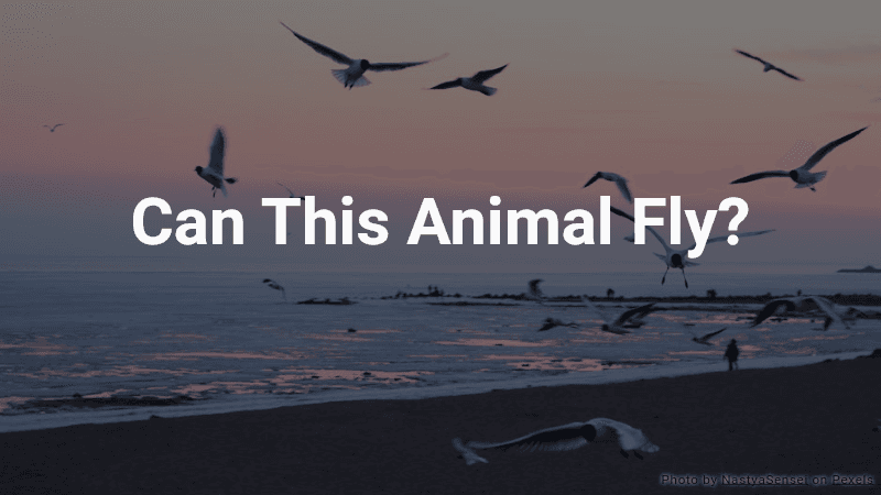 Can This Animal Fly?