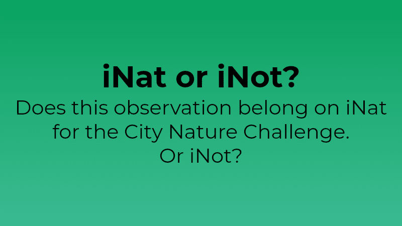 iNat or iNot?